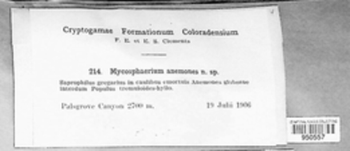 Mycosphaerella anemones image